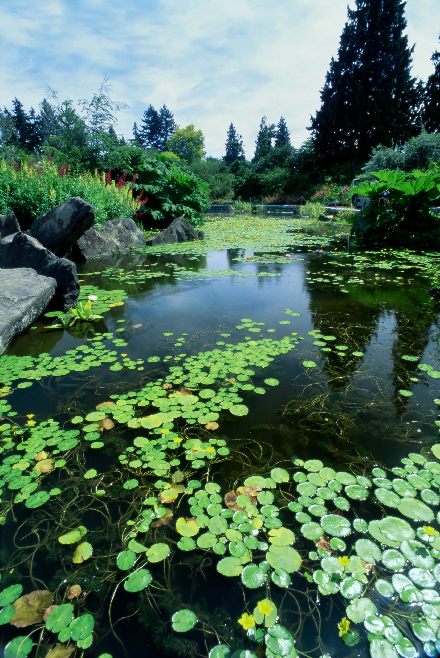 The Functionality and Importance of Pond Pumps